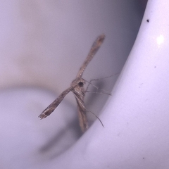 Stenoptilodes taprobanes