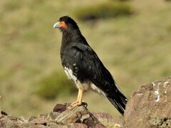 Daptrius megalopterus