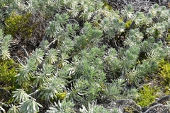 Tournefortia gnaphalodes