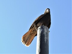 Daptrius megalopterus