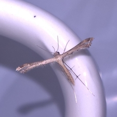 Stenoptilodes taprobanes