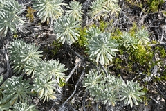 Tournefortia gnaphalodes