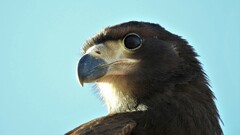 Daptrius megalopterus