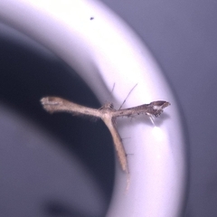 Stenoptilodes taprobanes