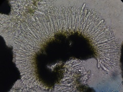 Cresponea chloroconia