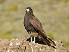 Daptrius megalopterus