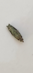 Tineinae