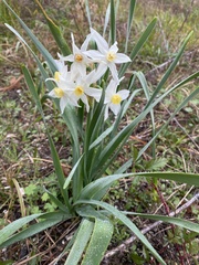 Narcissus tazetta