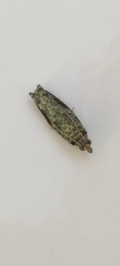 Tineinae