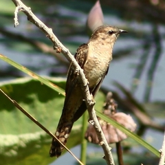 Cacomantis merulinus