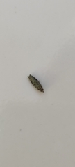 Tineinae