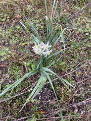 Narcissus tazetta