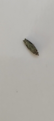 Tineinae