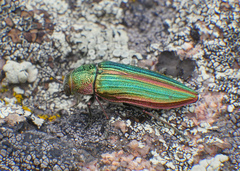 Buprestis aurulenta