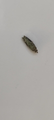 Tineinae