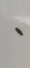 Tineinae