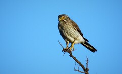 Spiziapteryx circumcincta