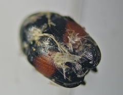 Lexiphanes biplagiatus