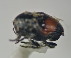 Lexiphanes biplagiatus