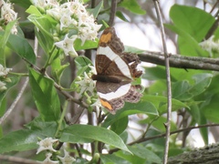 Adelpha fessonia
