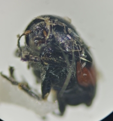 Lexiphanes biplagiatus