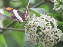 Adelpha fessonia