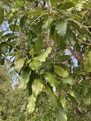 Sideroxylon foetidissimum