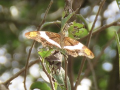 Adelpha fessonia