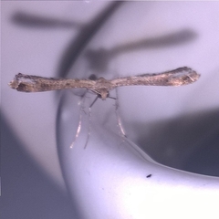 Stenoptilodes taprobanes