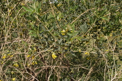 Anagyris foetida