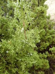 Juniperus pinchotii