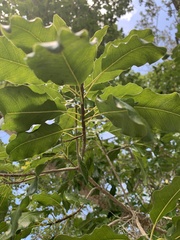 Sideroxylon foetidissimum