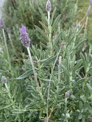 Lavandula