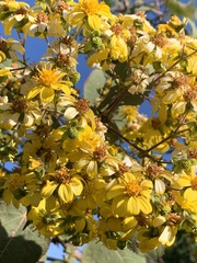 Rumfordia floribunda