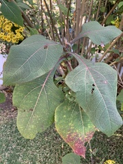 Rumfordia floribunda