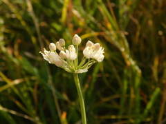 Allium flavescens