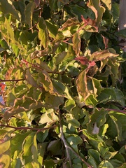 Amphilophium buccinatorium