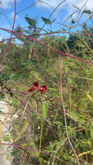 Macroptilium lathyroides
