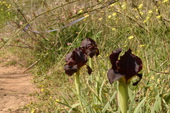 Iris atropurpurea
