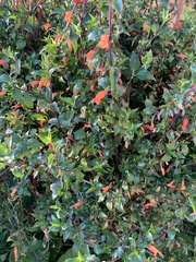 Clinopodium macrostemum