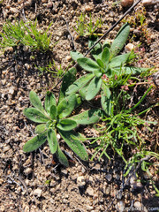 Plagiobothrys arizonicus