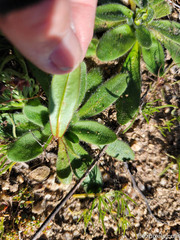 Plagiobothrys arizonicus