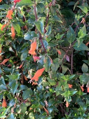 Clinopodium macrostemum