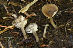 Entoloma borgenii