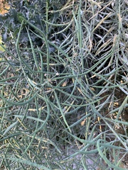 Brassica napus