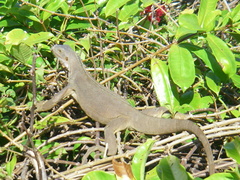 Iguana iguana
