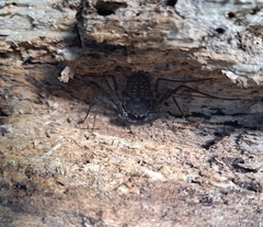 Phrynus operculatus