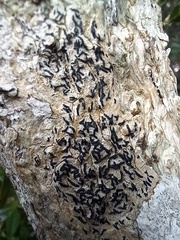 Opegrapha