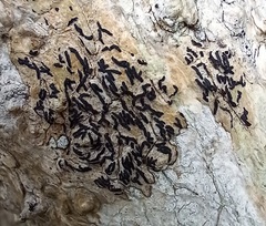 Opegrapha