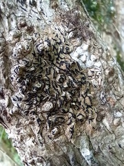 Opegrapha